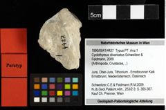 Foto (Objekt + Etiketten) von Cyclothyreus divaricatus (Schweitzer & Feldmann, 2009) 